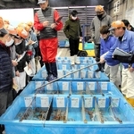 漁解禁後２カ月で漁獲額が４０億円を超えたズワイガニの競り＝昨年１２月９日、兵庫県香美町香住区若松、香住漁港西港