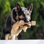 現場復帰が決まった警察犬「クレバ号」（兵庫県警提供）