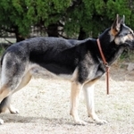 現場復帰が決まった警察犬「クレバ号」（兵庫県警提供）
