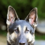 現場復帰が決まった警察犬「クレバ号」（兵庫県警提供）