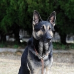現場復帰が決まった警察犬「クレバ号」（兵庫県警提供）
