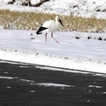 水を張った田んぼとコウノトリ＝豊岡市庄境
