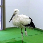 稲美町で保護された後、治療を受けて再び立ち上がれるまで回復したコウノトリ＝豊岡市祥雲寺、県立コウノトリの郷公園（同公園提供）