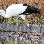 左脚を失った状態で保護されたコウノトリ＝兵庫県稲美町内（沖野智美さん提供）