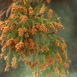 枝先の花から煙のように舞い立つスギ花粉（資料写真）