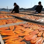海辺で乾燥されるカラスミ。ゆっくりと縮み、風味が凝縮される＝姫路市家島町坊勢