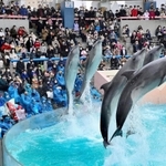 全館営業最終日のショーで会場を沸かせたイルカたち＝２８日午後、神戸市須磨区若宮町１、須磨海浜水族園（撮影・秋山亮太）