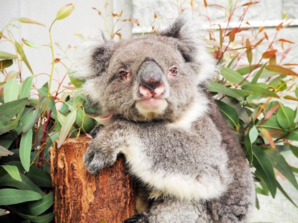 神戸新聞next 総合 淡路島のコアラ 史上最高齢でギネス認定 人間に換算すると１１０歳