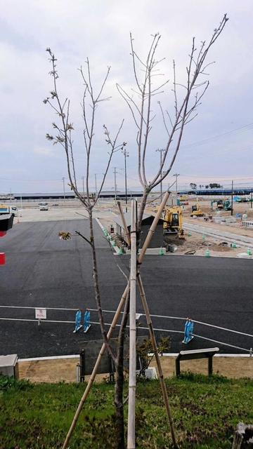 閖上地区の復興を願って植えられたオオシマザクラ＝２０１９年４月（ひょうごボランタリープラザ提供）