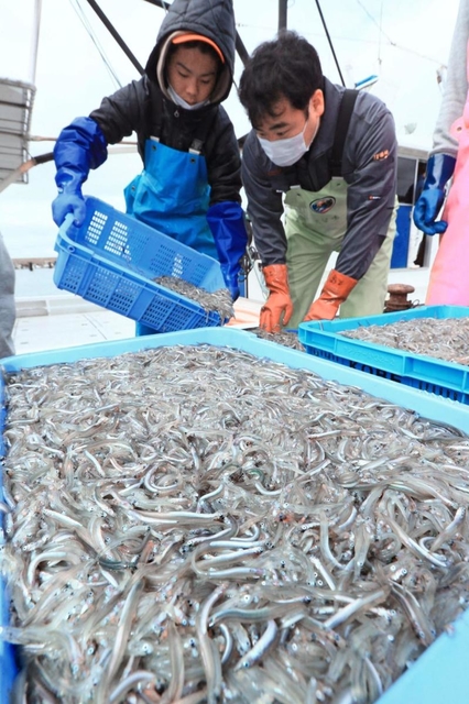 漁の解禁で水揚げされたイカナゴのシンコ＝６日午前９時１０分、明石市林、林崎漁港（撮影・鈴木雅之）