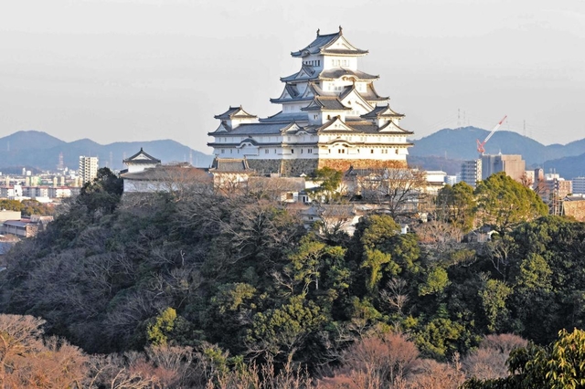 「姫山原始林」と呼ばれてきた姫路城天守周辺の樹林。今では外来種も目立つ＝姫路市山野井町から