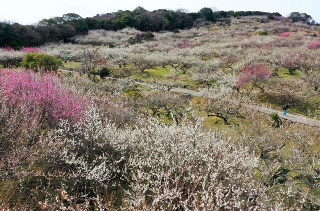 斜面を紅白に染める梅の花＝たつの市御津町黒崎（小型無人機で撮影）