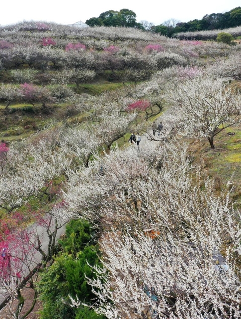 斜面を紅白に染める梅の花＝たつの市御津町黒崎（小型無人機で撮影）