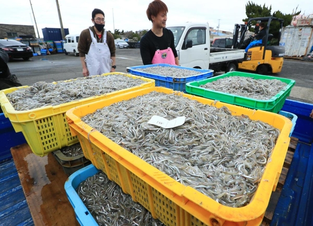漁が解禁され、水揚げされたイカナゴのシンコ＝６日午前、明石市林、林崎漁港（撮影・鈴木雅之）