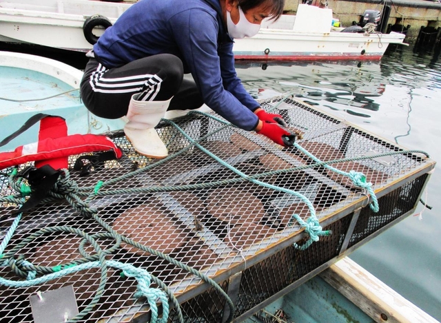 肥料を入れた金属製の籠を準備する育波浦漁協の漁師＝２０２０年11月、淡路市育波（淡路市提供）