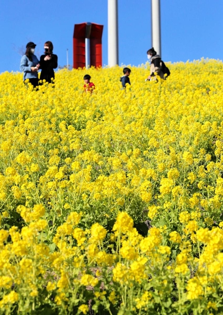 色鮮やかな菜の花に囲まれ、散策を楽しむ来園者ら＝神戸市須磨区緑台、神戸総合運動公園「コスモスの丘」