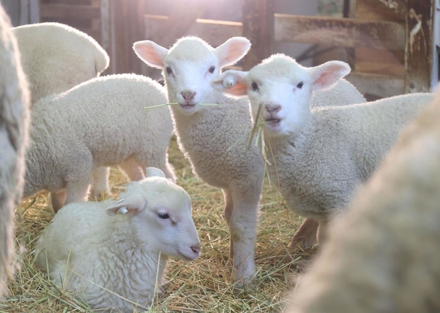 公開が始まった子ヒツジ。もりもり干し草を食べて成長中＝２１日午後、神戸市灘区六甲山町