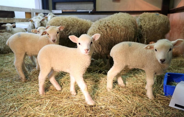 公開が始まった子ヒツジ。もりもり干し草を食べて成長中＝２１日午後、神戸市灘区六甲山町