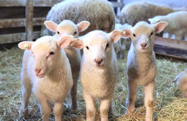 公開が始まった子ヒツジ。もりもり干し草を食べて成長中＝２１日午後、神戸市灘区六甲山町