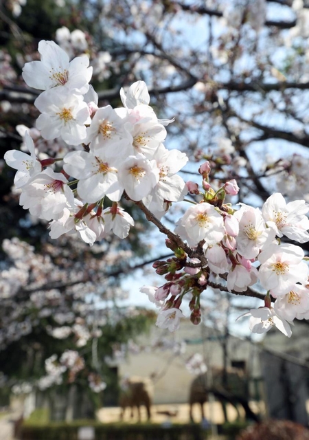 標本木のそばで花を咲かせるソメイヨシノ＝２４日午前、神戸市立王子動物園（撮影・長嶺麻子）