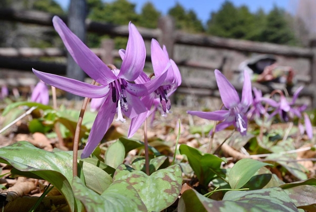 陽光を浴び、咲き誇るカタクリ＝神戸市灘区六甲山町、六甲高山植物園
