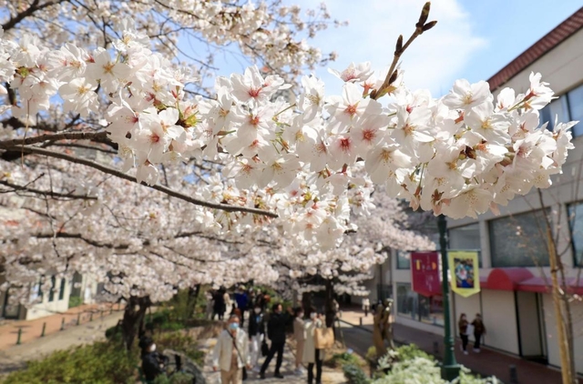散策を楽しむ花見客の頭上を覆うソメイヨシノ＝２７日午後、宝塚市栄町１