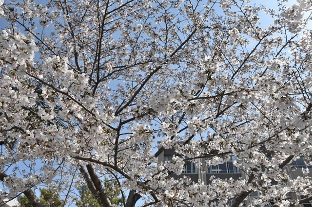 児童や住民らが思いを寄せる「彩花桜」＝神戸市須磨区竜が台６、竜が台小学校
