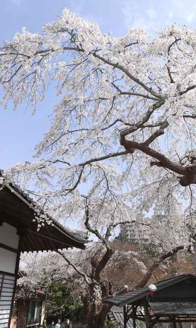 春らんまんの温泉街を彩るイトザクラ＝神戸市北区有馬町、善福寺