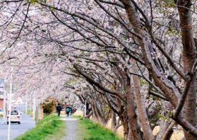 切り倒される前の桜並木。市民の憩いの場だった＝２０１７年４月、宮城県気仙沼市の神山川沿い（同市の写真愛好家、菅原圭子さん提供）