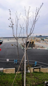 閖上地区の復興を願って植えられたオオシマザクラ＝２０１９年４月（ひょうごボランタリープラザ提供）