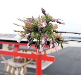 閖上地区の日和山公園に植えられ、花を付けた２代目のオオシマザクラ＝２０１９年４月、宮城県名取市閖上４、日和山公園（ひょうごボランタリープラザ提供）