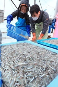 漁の解禁で水揚げされたイカナゴのシンコ＝６日午前９時１０分、明石市林、林崎漁港（撮影・鈴木雅之）