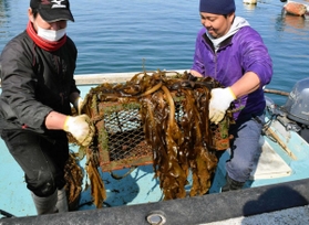 栄養塩入りの固形肥料を搭載した籠で育てたワカメ。育波浦漁協青年部のメンバーらが、生育の様子を確かめた＝２月２４日、淡路市育波