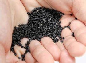 「淡路中甲高黄」の種＝南あわじ市八木養宜中、南淡路農業改良普及センター