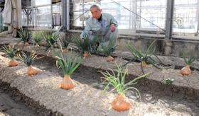 「淡路中甲高黄」の種からできた母球。採種して更新する＝南あわじ市八木養宜中、淡路農業技術センター温室