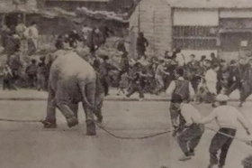 王子動物園への移動中、大暴れする諏訪子（当時の神戸新聞より）