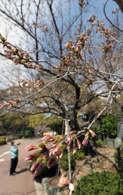 「開花」したものの、まだつぼみの多い神戸の標本木＝２４日午前、神戸市立王子動物園（撮影・長嶺麻子）