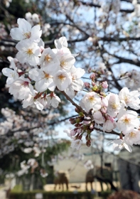 標本木のそばで花を咲かせるソメイヨシノ＝２４日午前、神戸市立王子動物園（撮影・長嶺麻子）