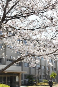 児童や住民らが思いを寄せる「彩花桜」＝神戸市須磨区竜が台６、竜が台小学校