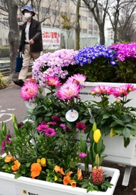 色とりどりの花で彩られた通学路＝神戸市須磨区竜が台６