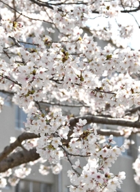 児童や住民らが思いを寄せる「彩花桜」＝神戸市須磨区竜が台６、竜が台小学校