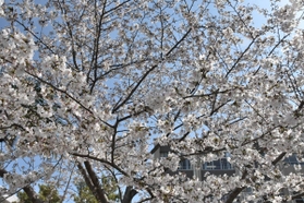 児童や住民らが思いを寄せる「彩花桜」＝神戸市須磨区竜が台６、竜が台小学校