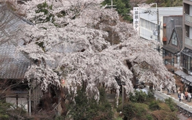 春らんまんの温泉街を彩るイトザクラ＝神戸市北区有馬町、善福寺