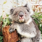 史上最高齢のコアラとしてギネス世界記録に認定された「みどり」（淡路ファームパーク・イングランドの丘提供） 