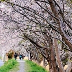 切り倒される前の桜並木。市民の憩いの場だった＝２０１７年４月、宮城県気仙沼市の神山川沿い（同市の写真愛好家、菅原圭子さん提供）