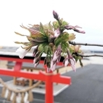 閖上地区の日和山公園に植えられ、花を付けた２代目のオオシマザクラ＝２０１９年４月、宮城県名取市閖上４、日和山公園（ひょうごボランタリープラザ提供）