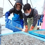 漁の解禁で水揚げされたイカナゴのシンコ＝６日午前９時１０分、明石市林、林崎漁港（撮影・鈴木雅之）