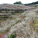 斜面を紅白に染める梅の花＝たつの市御津町黒崎（小型無人機で撮影）