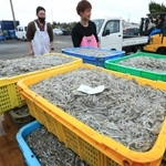 漁が解禁され、水揚げされたイカナゴのシンコ＝６日午前、明石市林、林崎漁港（撮影・鈴木雅之）