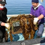 栄養塩入りの固形肥料を搭載した籠で育てたワカメ。育波浦漁協青年部のメンバーらが、生育の様子を確かめた＝２月２４日、淡路市育波